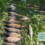 Житель Тернопільщини наловив риби у заказнику на понад 300 тисяч гривень