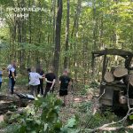 На Тернопільщині місцеві вирубали ліс на 3,4 мільйони гривень