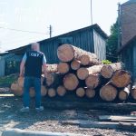 На Тернопільщині двоє чоловіків вирубали ліс на понад 4 мільйона гривень