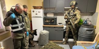 На Тернопільщині вилучили канабіс на мільйони