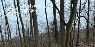 На Тернопільщині вирубали ліс майже на два мільйони гривень