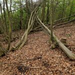 Майстер лісу на 4 мільйони: незаконна вирубка дерев коштувала волі