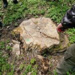 Ліс на Тернопільщині поцупили руками лісгоспу