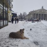 Директор площі: як тернопільський пес Компот розчарував прихильників драми