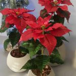 Тернополянка власноруч виготовляє квіти, що обманюють навіть бджіл