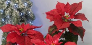 Тернополянка власноруч виготовляє квіти, що обманюють навіть бджіл