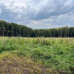 На Тернопільщині судитимуть лісову «верхівку» через 6000 зрубаних дерев і мільйони збитків