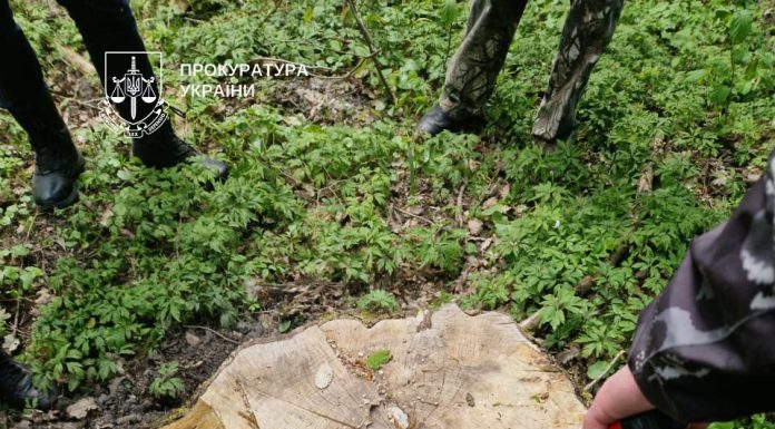 Прокурори домоглися у суді стягнення понад 3 млн грн шкоди через незаконну порубку лісу