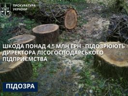 Видав незаконні лісорубні квитки – зрубано дерев на понад 4,5 млн грн