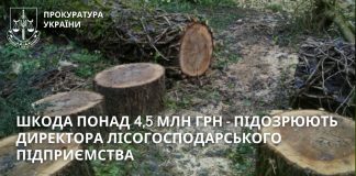 Видав незаконні лісорубні квитки – зрубано дерев на понад 4,5 млн грн